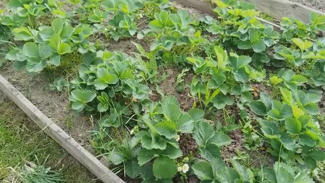 Нужные штучки с Wildberries. Первая подкормка клубники и томатов. Дождь все испортил. смотреть онлайн