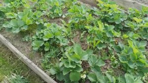 Нужные штучки с Wildberries. Первая подкормка клубники и томатов. Дождь все испортил.