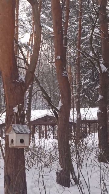 Резвые белки
