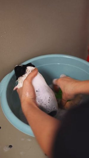 Уходовый комплекс для морских свинок — это вам не шутка какая-то!