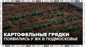 Грядки с картофелем появились у жилого комплекса в Подмосковье - Москва 24