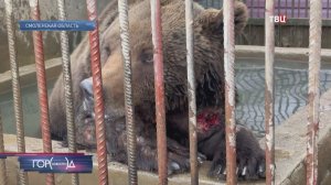Медведицу Машу экстренно транспортировали из Смоленской области