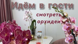Орхидеи на полках украшают комнату. Гостевое видео🤩