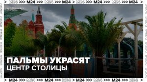 Центр столицы украсят пальмами в рамках проекта «Лето в Москве» - Москва 24