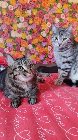 #кошки
