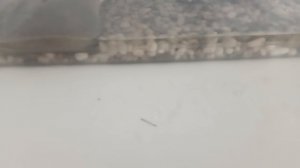 Кто не видел, у меня домашние садовые лягушата. Они питаются кормовыми жучками
