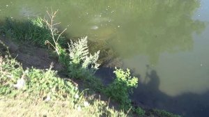 ✅ВОДНЫЕ ПРИКЛЮЧЕНИЯ В БОЛОТЕ! 😂 💥 Топ мощных петард в реке,мощная петарда+река,взрываем петарды