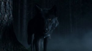 Black Birch [ЧЁРНАЯ БЕРЁЗА]  - Волчий долг