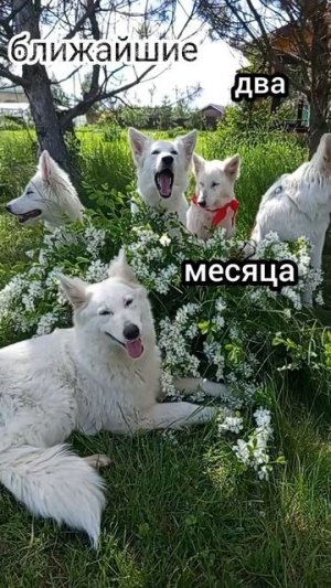 белая швейцарская овчарка