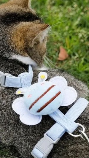 Шлейка поводок для кошек и мелких собак.