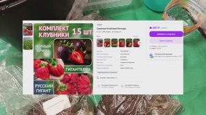 Клубника с Wildberries: ЧТО ВЫРАСТЕТ? Полный обзор + пересадка