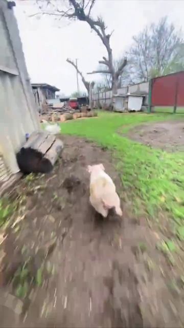 Хохлы и ТЦК смотреть онлайн
