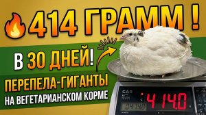 🔥 414 грамм в 30 дней! Перепела-гиганты на вегетарианском корме
