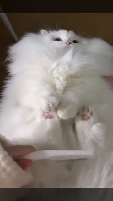котёнок(не мой) смотреть онлайн