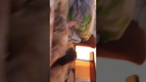 котята