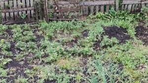 дождь поливает деревенские огороды 🫜