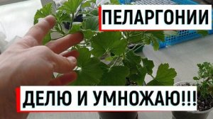 #пеларгония ПЕЛАРГОНИИ ДЕЛЮ И УМНОЖАЮ!#какчеренковатьпеларгонии#черенкованиепеларгоний#пеларгониир