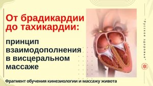 От брадикардии до тахикардии: принцип взаимодополнения в висцеральном массаже. Фрагмент обучения