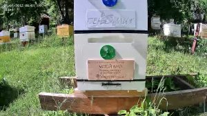 ТВОИ ПЧЁЛЫ - жизнь пчёл в прямом эфире