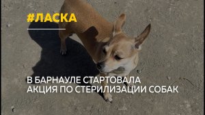 Приют «Ласка» открыл запись на бесплатную стерилизацию и чипирование собак