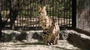 Сервалы на прогулке 22.05.2026