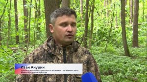 В Богородском лесу избавляются от неликвидных деревьев