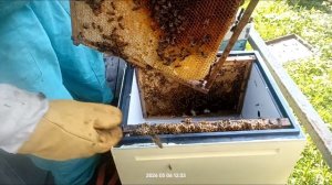 пчелосемьи в новые ульи)) небольшая работа с сотом никот.