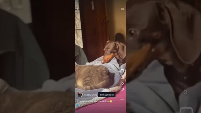 подписывайтесь на него смотреть онлайн