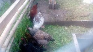 Сделали кормушку с травой для кур и индоуток