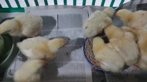 Учусь выращивать бройлеров