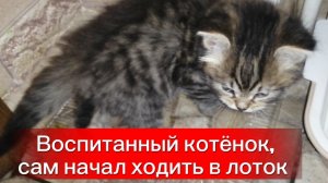 Воспитанный котёнок, сам начал ходить в лоток