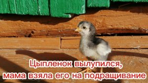 Цыпленок вылупился, такой милый, мама взяла его на подращивание