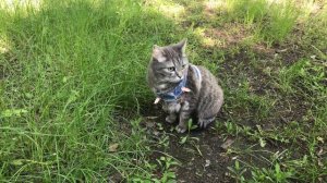 Расчищаю зону отдыха. Знакомство Буси с котами и лягушкой