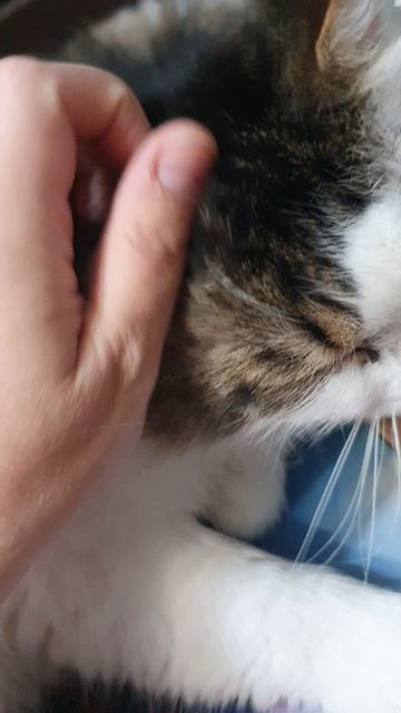 БОЛЬШОЙ КОТИК смотреть онлайн