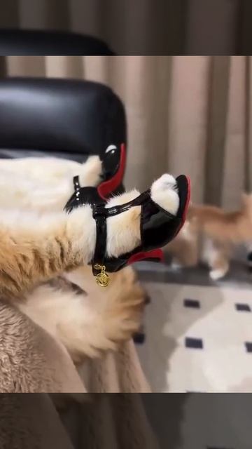 Модная обувь для котеек😂🐱 смотреть онлайн