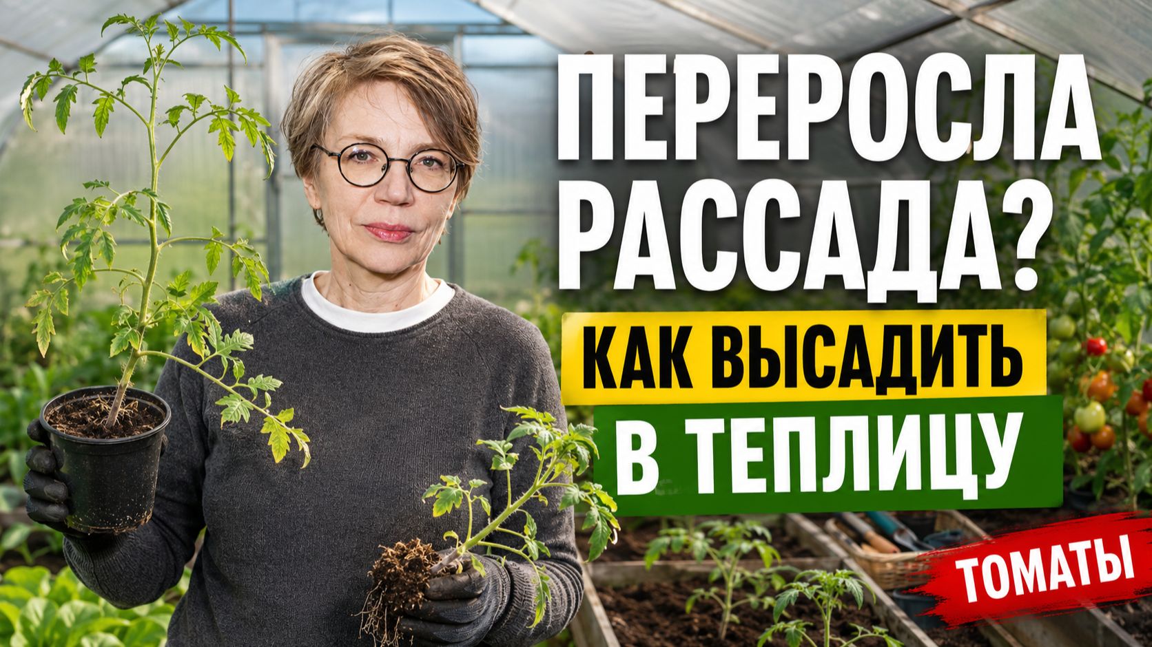 Как высадить переросшую рассаду томатов