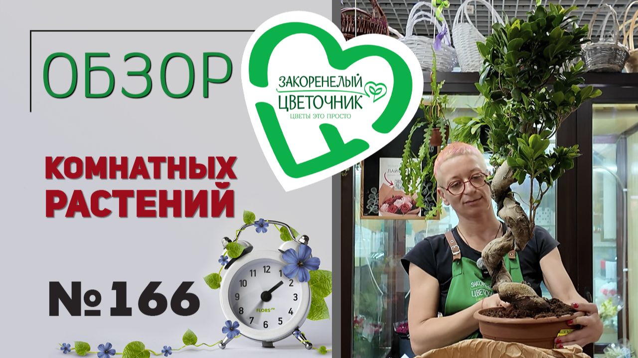 Распаковка: новинки, редкости, фикусы, папоротники, пальмы, розы, хризантемы разговоры обо всем №166