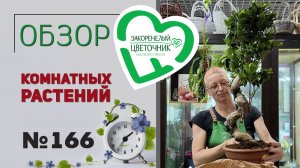 Распаковка: новинки, редкости, фикусы, папоротники, пальмы, розы, хризантемы разговоры обо всем №166