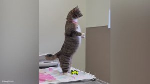 Забавные животные в реале! Часть 2! Приколы с животными
