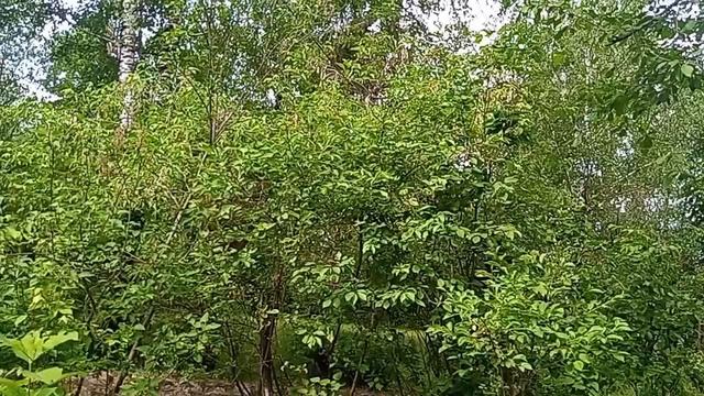 27-05-2026 мой лук. распаковка чек лалала. мусульмане с праздником смотреть онлайн