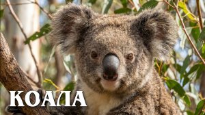 Коала: Эвкалиптовый Мишка | Интересные факты про коалу