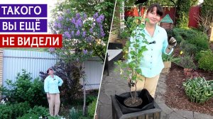 НЕ УДИВЛЯЙТЕСЬ - Смородина в кашпо! Посадка роз с микоризой. СИРЕНЬ на ШТАМБЕ и красавица ВЕЙГЕЛА.