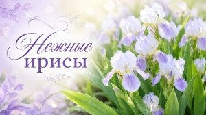 Нежные ирисы