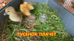 Три птенца с птичьего рынка – утята и гусёнок осваиваются в новом доме (5)
