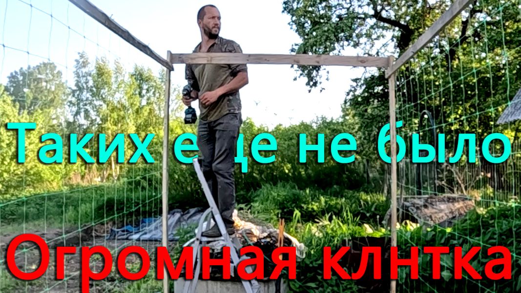 Сделал огромную клетку. Высаживаю Испанский Стыд. Завели новых птичек и Львиноголового  барана
