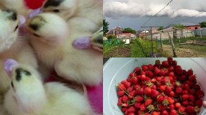 НЕДОМОГАЮ. НО, ДЕЛАТЬ ПРИХОДИТСЯ. ВОТ И ВАРЕНЬЕ ПЕРВОЕ!