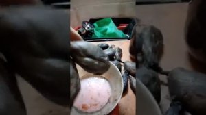 Отличие сухой бобровой струи от вяленой. Правильный Цвет настойки