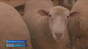 Ставропольские животноводы борются за победу на всероссийской выставке племенных животных
