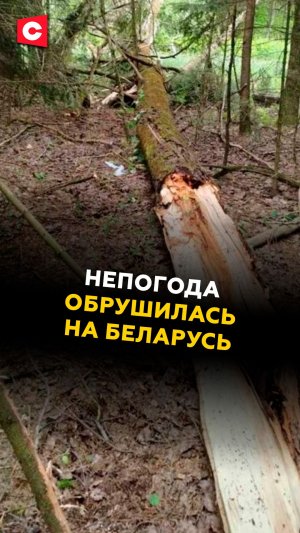 Непогода обрушилась на Беларусь! #беларусь #новости #чп #погода