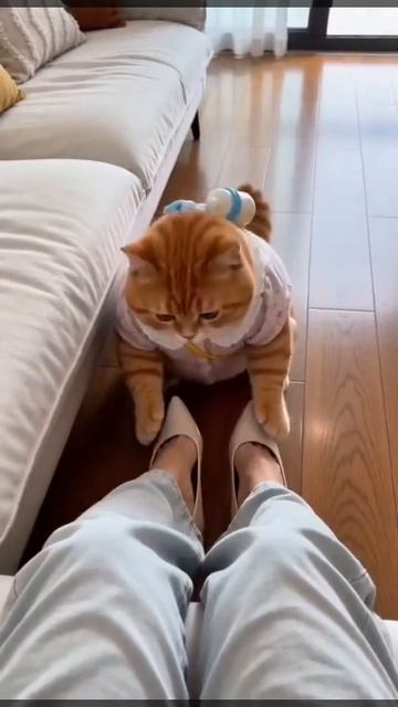 Котики смотреть онлайн